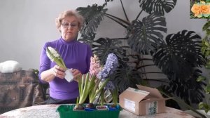 Гиацинт отцвел что дальше делать с луковицей