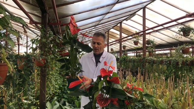 Antoryum Çiçeğinin Bakımı, Anthurium Plant Care and Tips смотреть онлайн