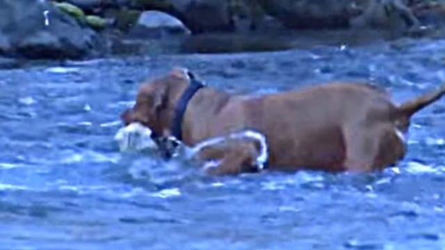 У хозяина питбуля глаза на лоб полезли, увидев, что тащит его пес из воды… смотреть онлайн