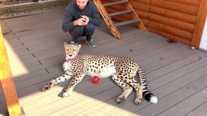 История появления Герды в нашей семье