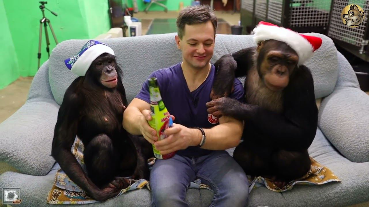 НОВОГОДНЯЯ - Виктор КОРОЛЁВ - ВСЕХ С НОВЫМ ГОДОМ!!! - В подражании Анатолию БУГА... смотреть онлайн