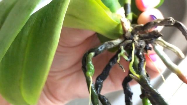 Мини фаленопсис 7 месяцев в воде без просушки. Ошибки при содержании орхидеи в водной системе. смотреть онлайн