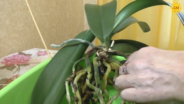 Как правильно пересадить орхидею смотреть онлайн