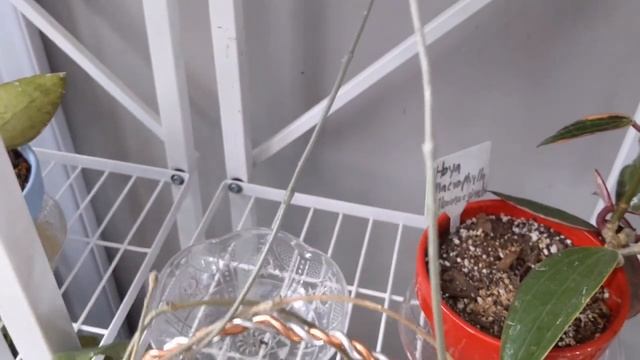 Hoya Collection Tour/Houseplant Tour Part 1