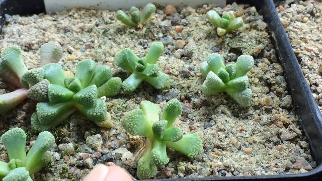 Repotting Some Titanopsis Babies