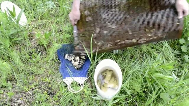 Ловля живца мордой. Как поймать живца ? смотреть онлайн