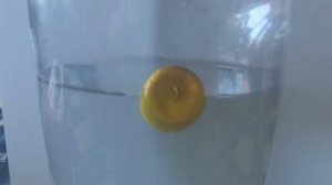 Попла поппер монтаж и оснастка