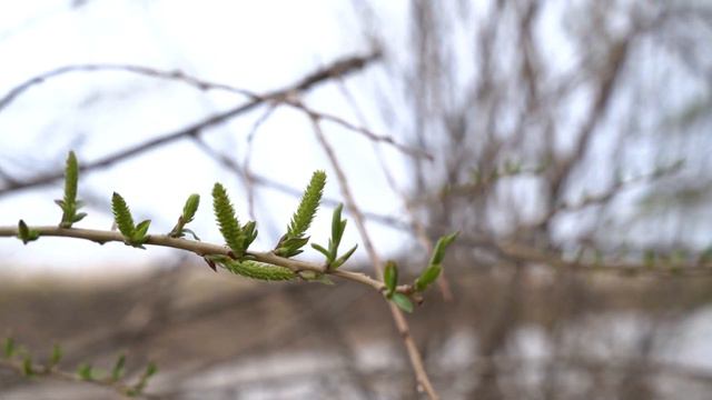 Река Амур. Весна. На карасика... смотреть онлайн