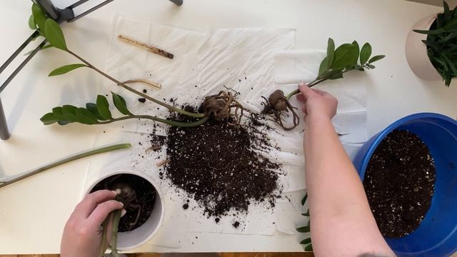 История моего ЗАМИОКУЛЬКАСА. Пересадка, размножение листом.