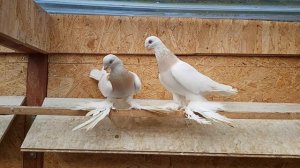 Бойные голуби. Мои Бланжевые Павлодарские голуби.