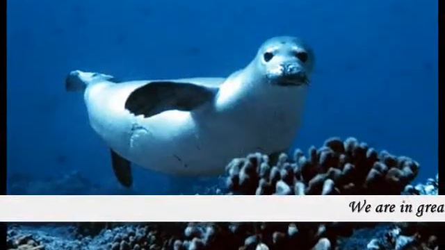 Animals In Danger_0001.wmv