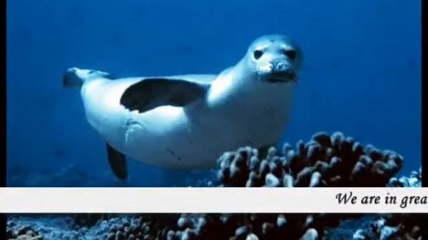 Animals in Danger_0001.wmv