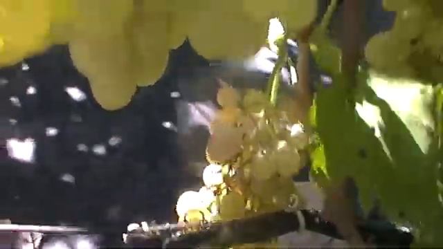 Сорт винограда "Святослав" - сезон 2018 смотреть онлайн