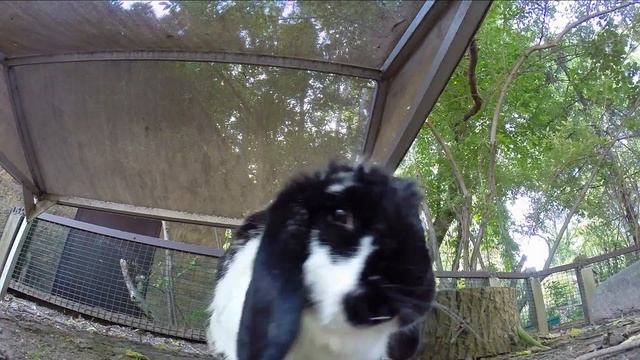 How Animals react to the GoPro camera at the Zoo. FUNNY смотреть онлайн