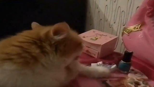 КОШКИ смешные до слез ВИДЕО/ПОДБОРКА ВИДЕО смешная кошка Даша смотреть онлайн