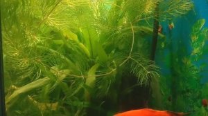 Роголистник полезное растение в аквариуме