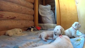 ЩЕНКИ АЛАБАЯ ДВЕ НЕДЕЛИ