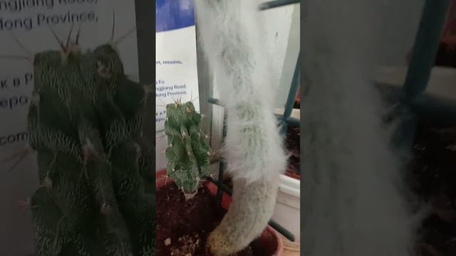 спонсор вованчик боклажанчик выращиваю клён и мох третья неделя . показал остальные растения смотреть онлайн