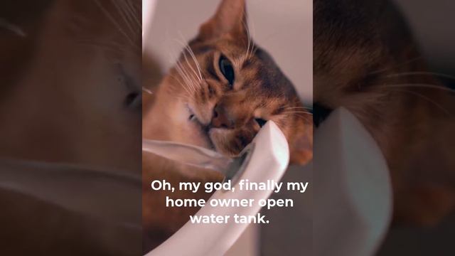 cat funny love story | cat funny short story | funny cat sounds meow смотреть онлайн