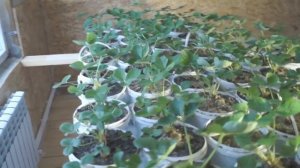 Клубника круглый год. Вырастить клубнику зимой очень просто.