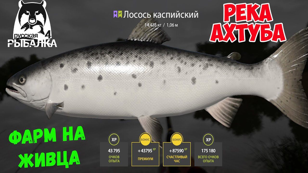 ЛОСОСЬ КАСПИЙСКИЙ ФАРМ НА АХТУБЕ НА ЖИВЦОВОЙ ОСНАСТКЕ В РУССКОЙ РЫБАЛКЕ 4 РР4 смотреть онлайн