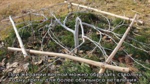 Стелющаяся яблоня