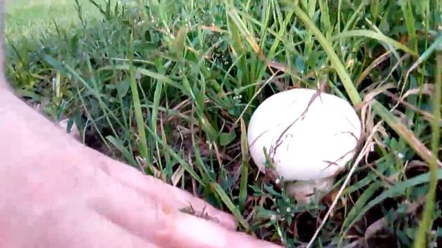 Шампиньоны в живой природе смотреть онлайн