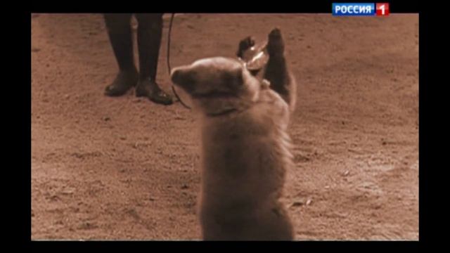 Юрский о цирке (фрагмент фильма "Свидетели. Сергей Юрский") смотреть онлайн