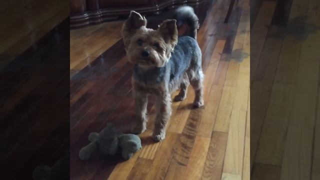 30 ноября -Всемирный день домашних животных! Поздравляем всех питомцев и хозяев! смотреть онлайн