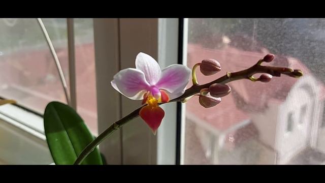 Ph. Intermedia 'Orange lip' смотреть онлайн