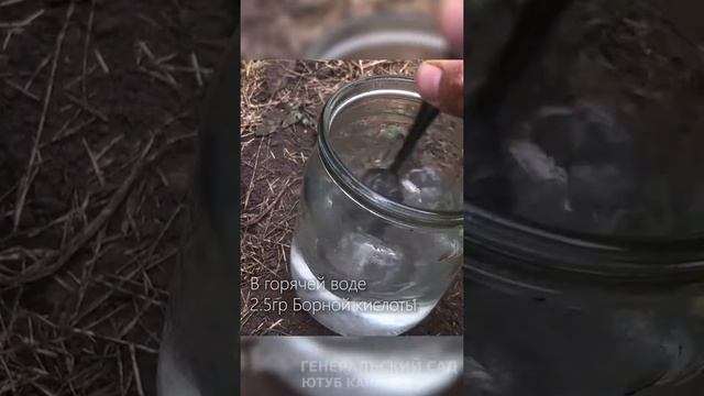 Томаты спеют, краснеют на глазах! Супер подкормка ускоряющая созревание помидор в Августе! #Shorts смотреть онлайн