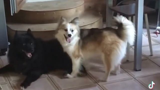 Ненецкая оленегонная лайка (Nenets Laika), оленегонный шпиц, оленегонка. смотреть онлайн