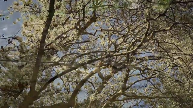 БАТУМСКИЙ БОТАНИЧЕСКИЙ САД | BATUMI BOTANICAL GARDEN смотреть онлайн