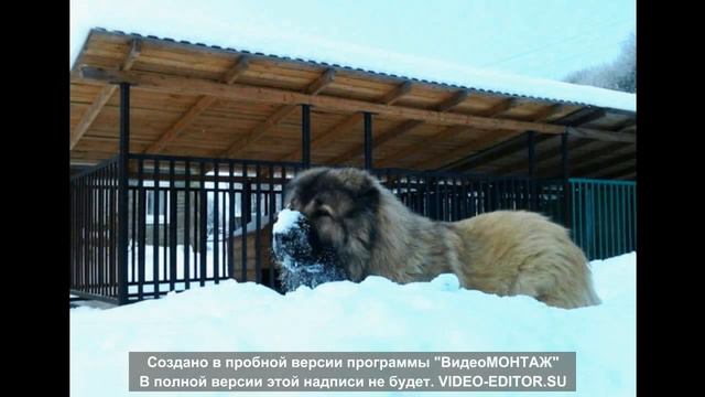 Топ 5 самых сильных собак смотреть онлайн