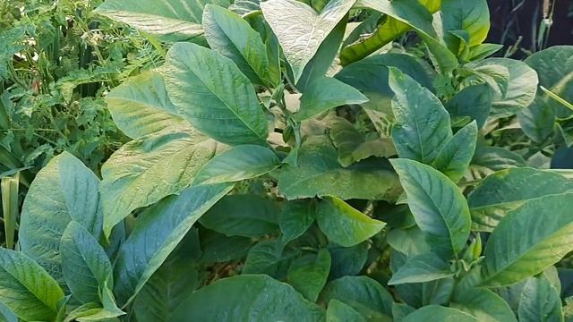 Бругмансии цветут. смотреть онлайн