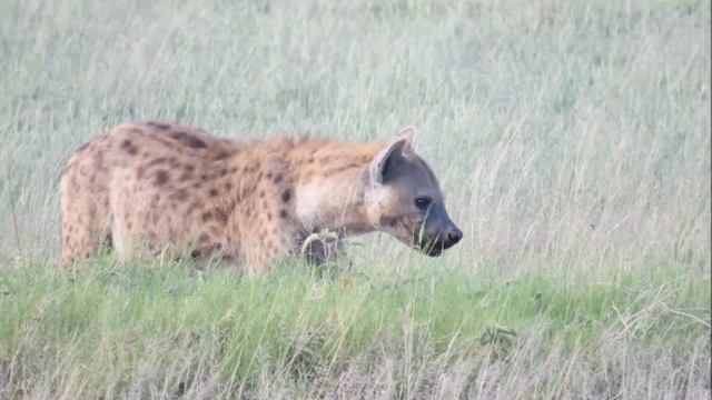 JAMBO BWANA, SAMBA SALAD смотреть онлайн