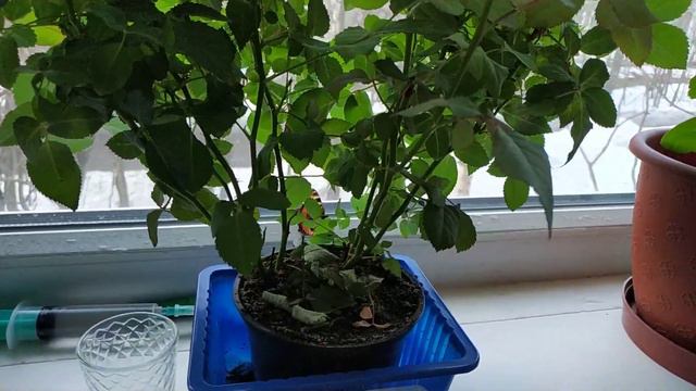 Насекомое 2. Бабочка в Апатитах 14.04.2022 смотреть онлайн