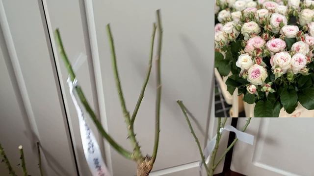 Сортність троянд від "Долина роз", "Мельсансад", "Сади Маріген" смотреть онлайн
