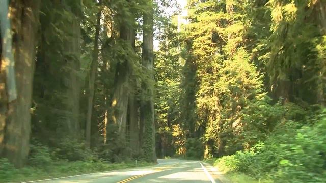 Redwood Highway. Дорога через секвойи (2083sp) смотреть онлайн