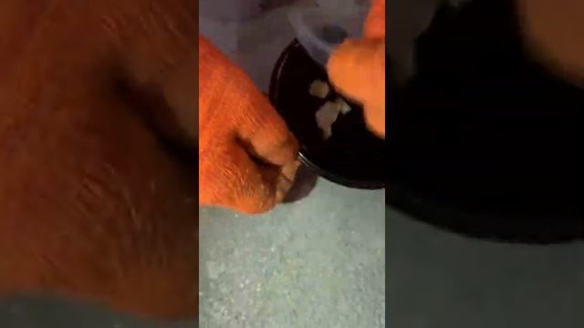 Скалапендра заползла домой. Кот спас людей. Ужасы Крыма. Монстр. Животные Крыма. Жизнь в Крыму. смотреть онлайн