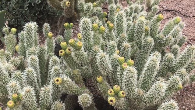 Succulents, Cacti, Agaves And Aloes In Phoenix Desert Botanical Garden In Arizona