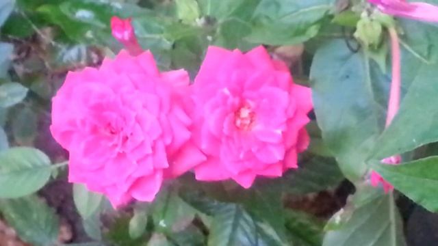 Добрый вечер! Цветы для Вас! смотреть онлайн