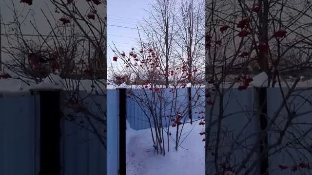 Снегири едят калину смотреть онлайн