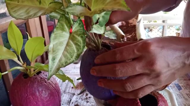 Coconut Shell Art and Craft / Anna's Gardening смотреть онлайн