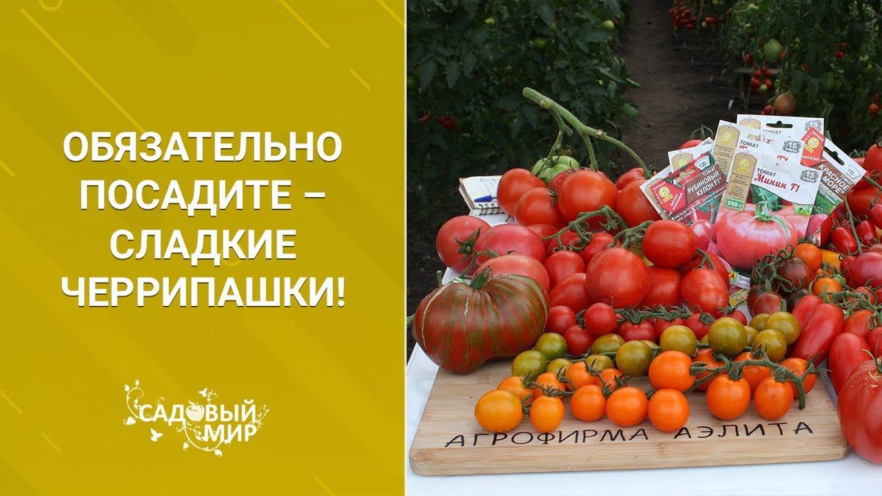 Обязательно посадите – сладкие Черрипашки! Томаты черри, лучшие сорта смотреть онлайн
