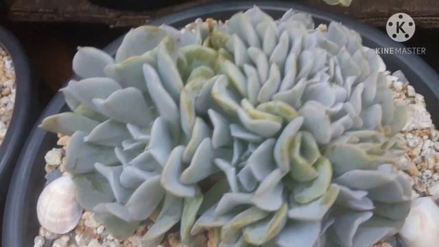 Origem Da Echeveria Nichi