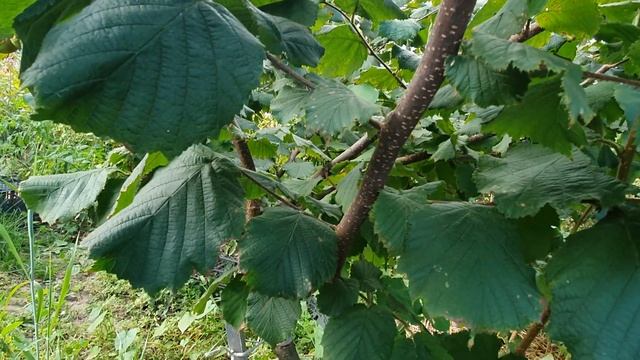 ФУНДУК сорт ШЕДЕВР.??? самый КРАСИВЫЙ и урожайный!!! но это не точно))))))