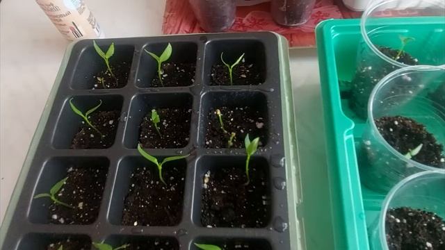 Первая подкормка и первый полив рассады после пикировки.