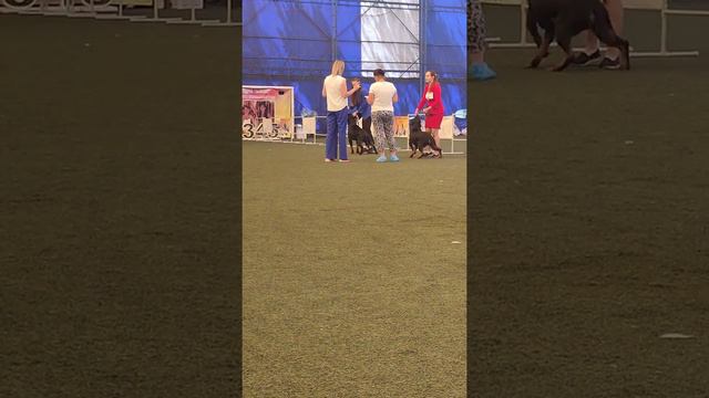 Ротвейлер Алматы. Встречаем юного чемпиона Казахстана Шерман Грейджой смотреть онлайн