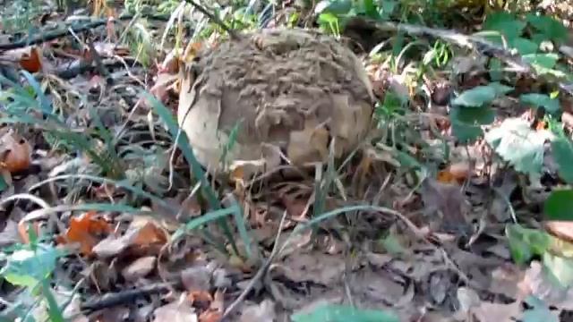 Рецепты в Стиле Шеф-Повара